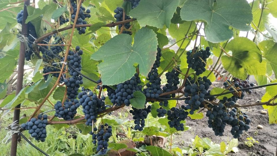 �������� �����: ����������� ����� ���������� �����