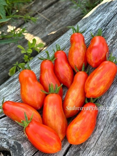 ����� �����: ������� ��������� ��������� ������ ��������� ������