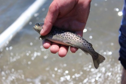 ������� ��������� ����������� ��������� �������������� ������ ������