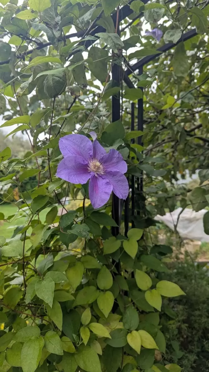 Удивительные растения, которые придают красоту вашему саду