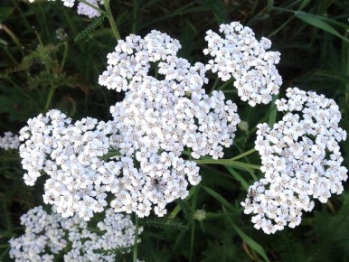 �������������: ������� �������� � ������������ �������������