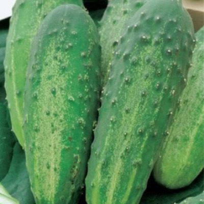 ������ ����: ��������� ����� ��� �������� ������