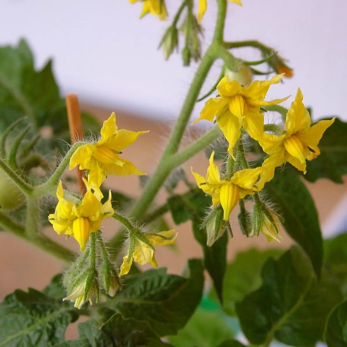 Томаты на балконе: секреты успешного урожая круглый год