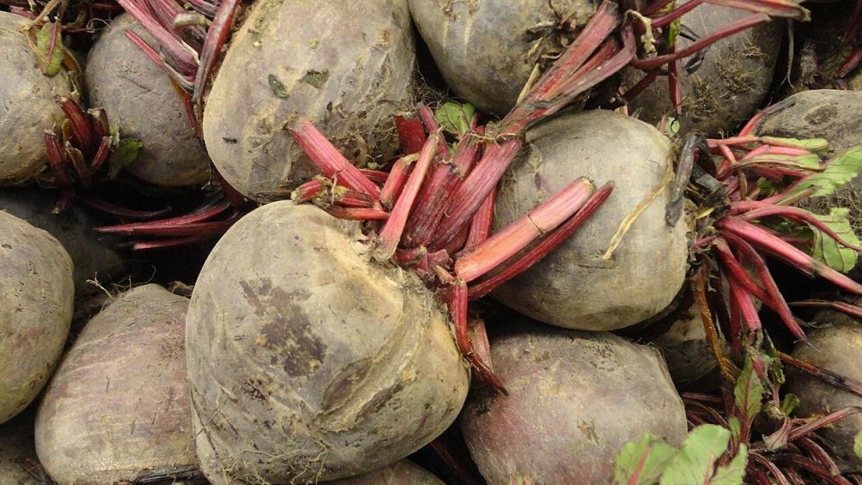 ��� ��������� ������� �����: ������ ��� �������� �� ����