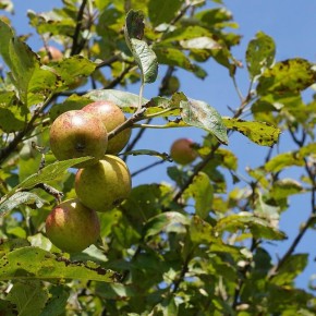 ��� ������� � ����� ������������ �������: ���������� ������ ��� ���������