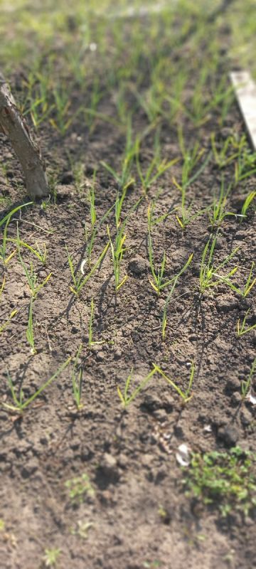 ������ ������ ���� �������: ��������� ������� �������