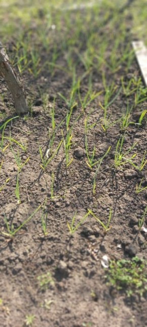 ������ ������ ���� �������: ��������� ������� �������