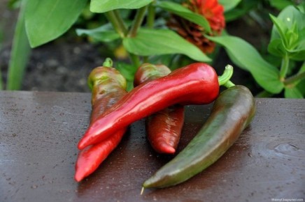 ����� �����: ������������ ������ ��� ������ �������