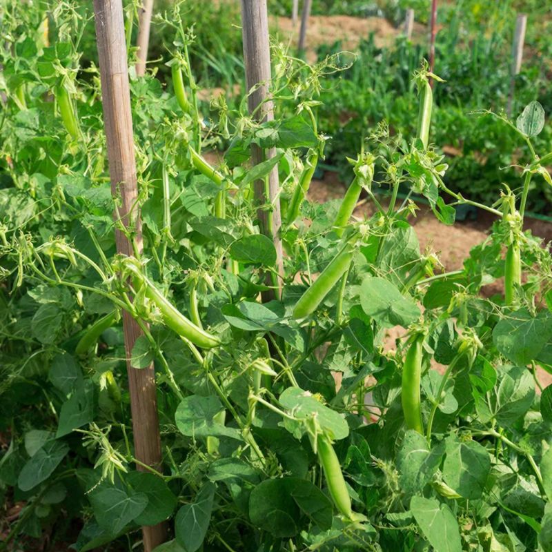 ������� ������ �� �������: ���� �� ����� ������ ����� � �������