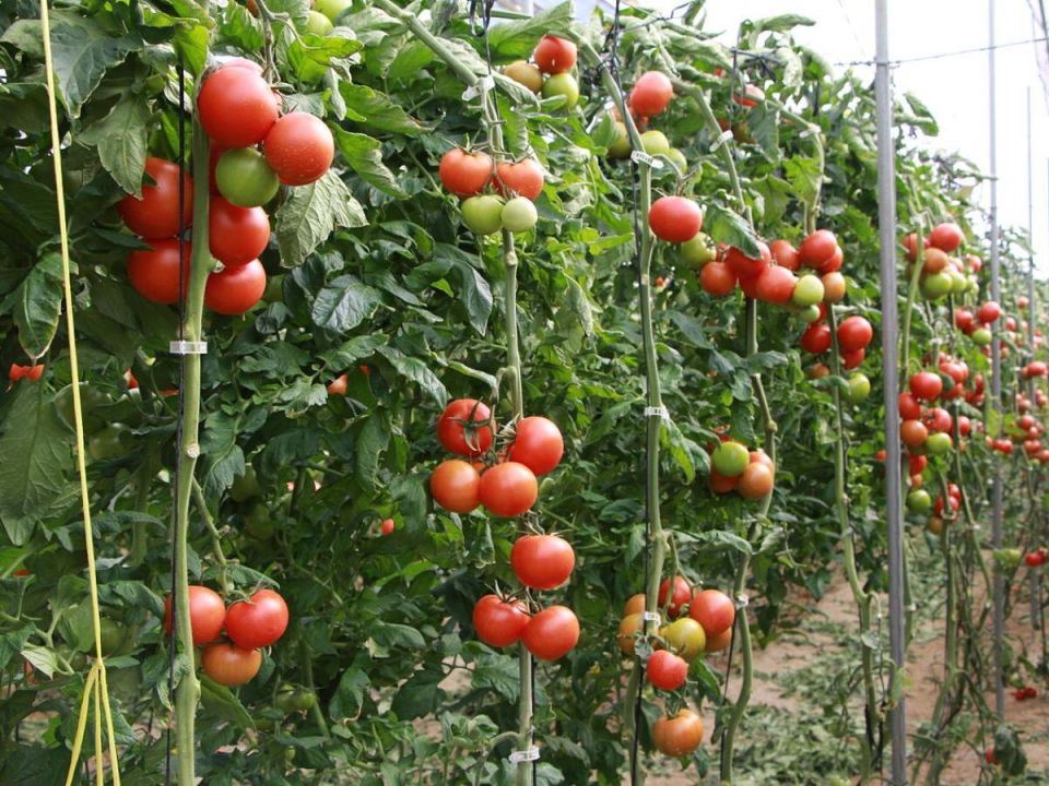 ������ � ����� �� ����������: ��� ������� �����