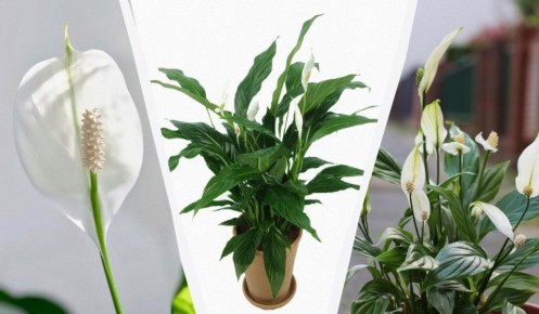 ����������� ����� ������ SOS: ��� ��������� ������������ �������� � ����� ��� �����