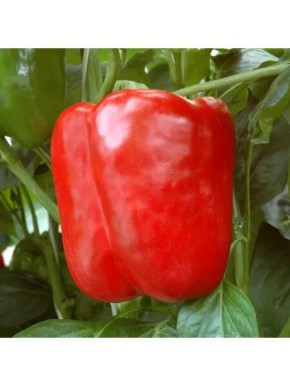 ����� ������: ������������� ���� � ������������� ����������� �������