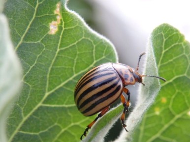 ����������� ���: �������� ������ ��� ������������� ������