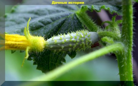 ��� �������� ������ �������: ������ ������ ������ ��������������