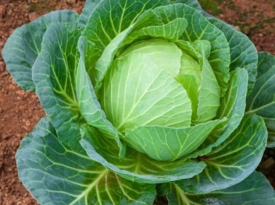 ����� �� �������: ��� ���������� � �������� � ��������� ��������