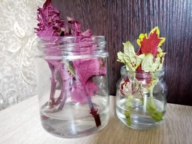 ����� �� �����������: ����� �������� ��������� ��� �������� ������ ����