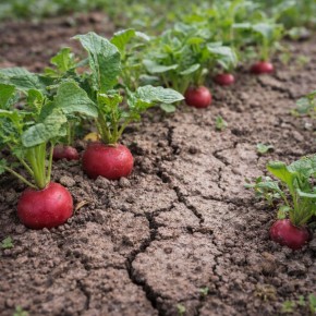 ������ ����� ������ ������� � ������