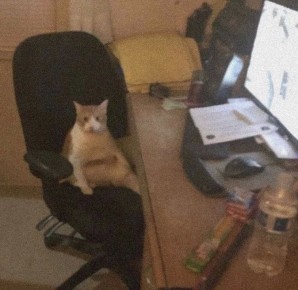 �������� ���������� ���������� �� ���� ����� � Wildberries � ��� ������� 77 �����