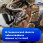 Уральские гадюки вышли на охоту
