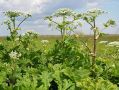 Помогать уязвимым группам россиян уничтожать борщевик предлагают в Госдуме