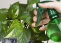 Как победить белокрылку: эффективные методы борьбы с этим вредителем