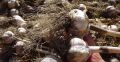 Как правильно подкормить чеснок в июне для обильного урожая