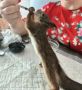 В Первоуральске волонтер приютила бельчонка, которого едва не заклевали вороны