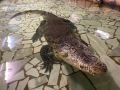 Крокодила Кешу, прибывшего с Кубы на корабле, поздравят сегодня в зоопарке