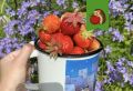 Секреты первой подкормки клубники: как получить обильный урожай