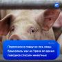 Свинью тянули за уши, овец — в мешках из-под картошки: уральцы развернули операцию по спасению животных от наводнения