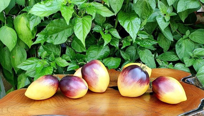 Блюз на блюде: редкий тускло-фиолетовый блеск и насыщенный вкус томатов на вашей грядке