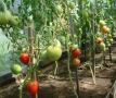 Эффективные методы борьбы с фитофторозом и кладоспориозом у томатов