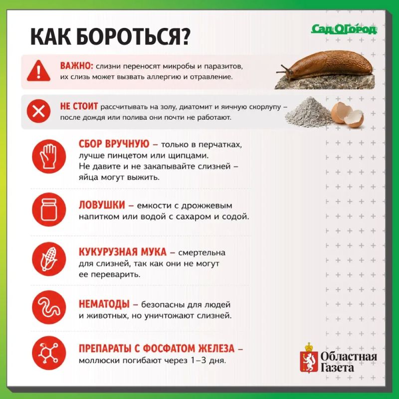 Ползучие агрессоры: слизни, в том числе и испанские, заполонили сады, поедая все подряд Ползучие агрессоры: слизни, в том числе и испанские, заполонили сады, поедая все подряд