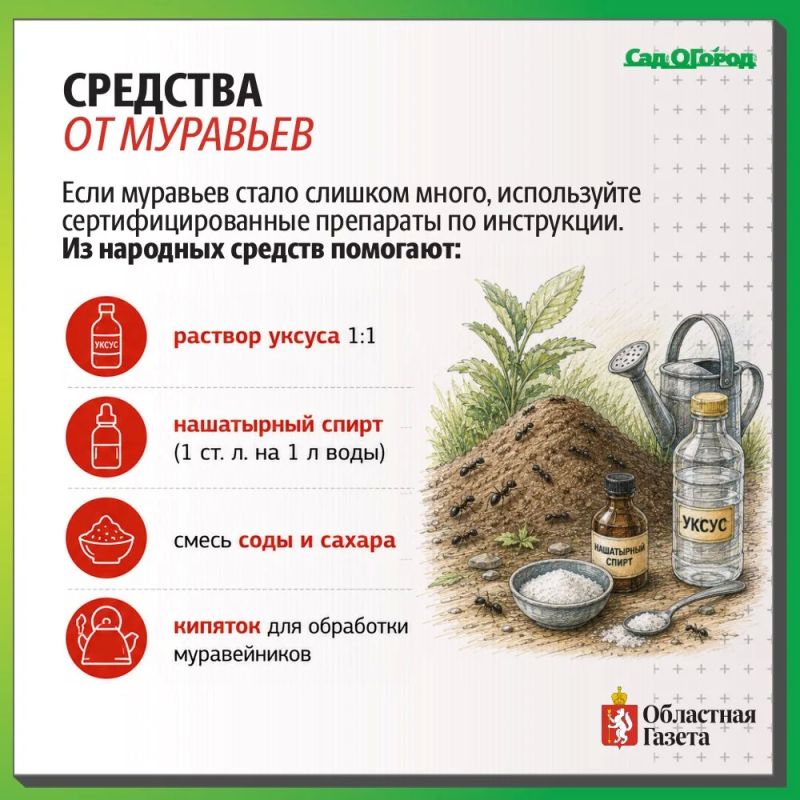 Муравьи заполонили участок? Не спешите уничтожать их Муравьи заполонили участок? Не спешите уничтожать их