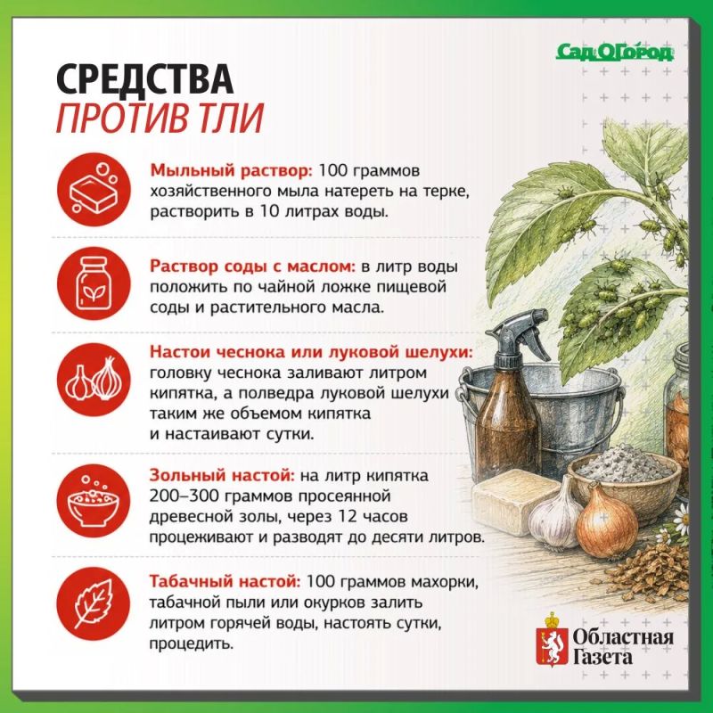 Муравьи заполонили участок? Не спешите уничтожать их Муравьи заполонили участок? Не спешите уничтожать их