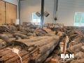 Деревянных идолов покажут в Парке Маяковского на День города