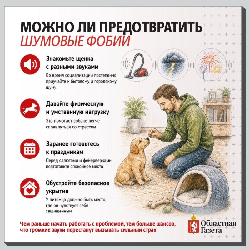 Почему собака боится даже обычного пылесоса? Почему собака боится даже обычного пылесоса?