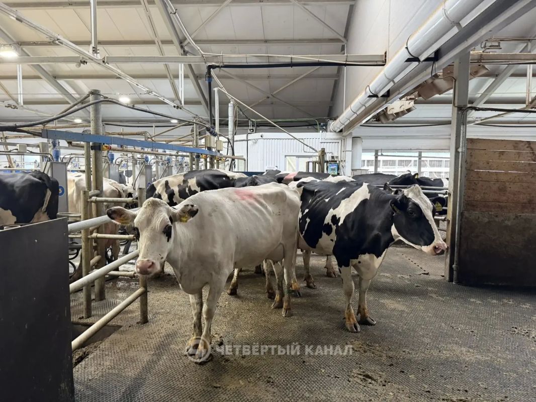 "Из-за стресса продуктивность снизилась": хозяйства Ирбитского района возвращаются к работе после паводка - что будет с местной молочкой? "Из-за стресса продуктивность снизилась": хозяйства Ирбитского района возвращаются к работе после паводка - что будет с местной молочкой?