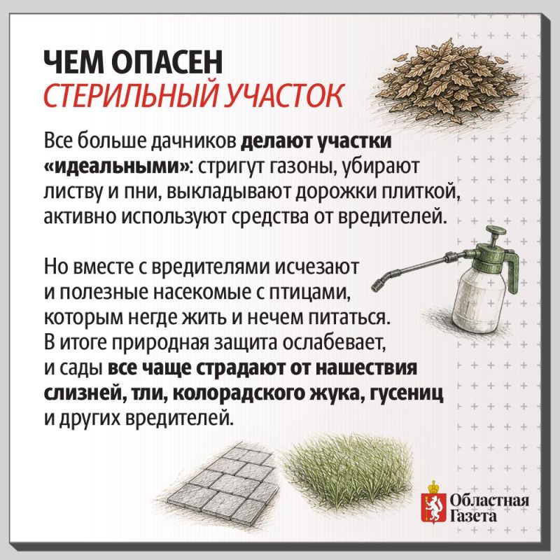 Нынешнее лето, щедрое на дожди и тепло, обнажило одну не очень приятную проблему: сады и огороды свердловчан атакуют прожорливые вредители, а естественных борцов с ними – насекомых-хищников почти не видно Нынешнее лето, щедрое на дожди и тепло, обнажило одну не очень приятную проблему: сады и огороды свердловчан атакуют прожорливые вредители, а естественных борцов с ними – насекомых-хищников почти не видно