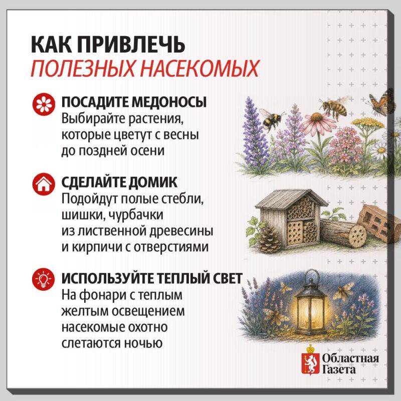 Нынешнее лето, щедрое на дожди и тепло, обнажило одну не очень приятную проблему: сады и огороды свердловчан атакуют прожорливые вредители, а естественных борцов с ними – насекомых-хищников почти не видно Нынешнее лето, щедрое на дожди и тепло, обнажило одну не очень приятную проблему: сады и огороды свердловчан атакуют прожорливые вредители, а естественных борцов с ними – насекомых-хищников почти не видно