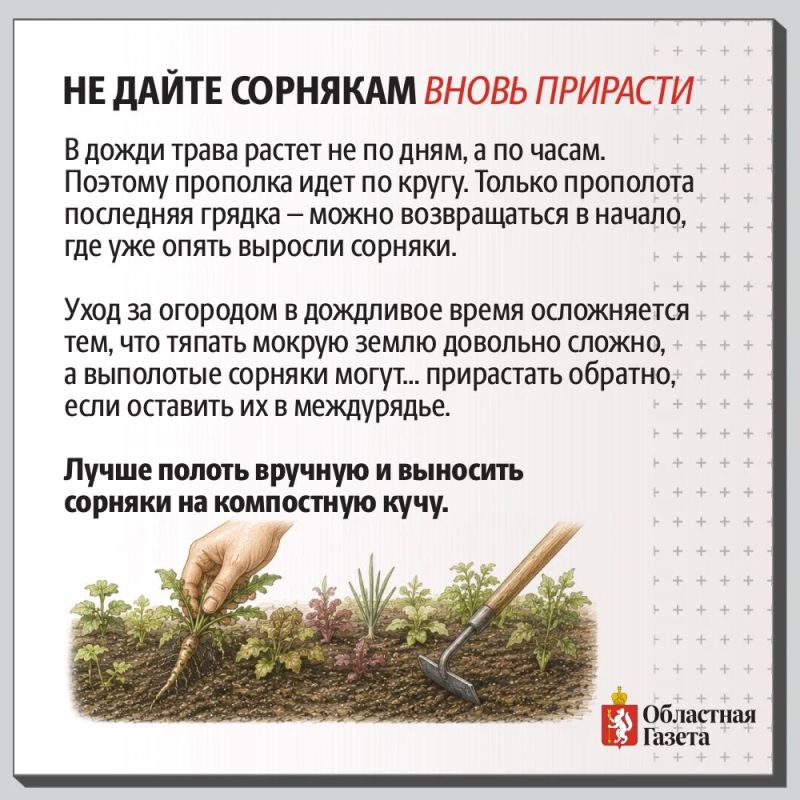 Дожди не отступают? Рассказываем, как спасти от переувлажнения почву и урожай Дожди не отступают? Рассказываем, как спасти от переувлажнения почву и урожай