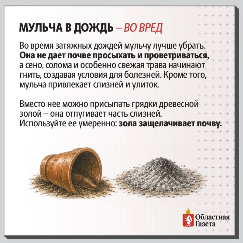 Дожди не отступают? Рассказываем, как спасти от переувлажнения почву и урожай Дожди не отступают? Рассказываем, как спасти от переувлажнения почву и урожай