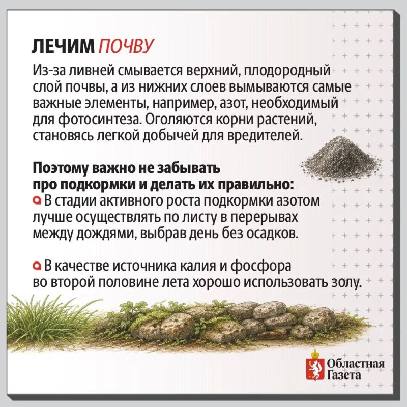 Дожди не отступают? Рассказываем, как спасти от переувлажнения почву и урожай Дожди не отступают? Рассказываем, как спасти от переувлажнения почву и урожай