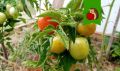Сухая жара и помидоры: как помочь растению выжить