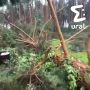 Мужчину убило упавшим деревом во время урагана под Екатеринбургом