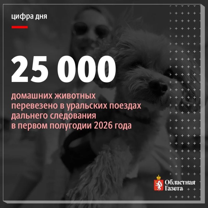 Сурикаты, шиншиллы и даже белка отправились в путешествие по железной дороге