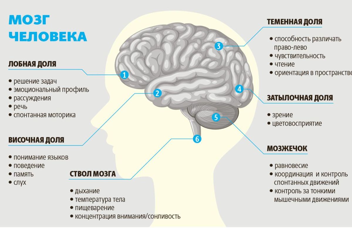 Молодеют ли инсульты, как помочь освоиться в социуме аутистам и как видит мир левша Молодеют ли инсульты, как помочь освоиться в социуме аутистам и как видит мир левша