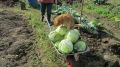Как спасти капусту без химии