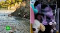 ������ 13-������ �������, ������� �������� ����� ������� �����, ������������ � ������ ������