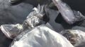 Подпольную лабораторию по очистке золота, серебра и палладия из старых микросхем нашли на Среднем Урале